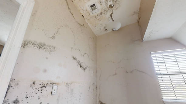 Best Mold Prevention Services  in Graham, TX