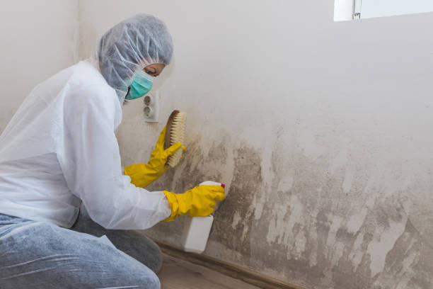 Best Mold Damage Restoration  in Graham, TX