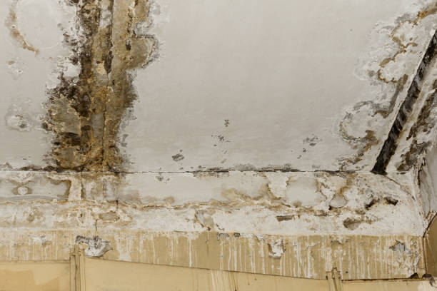 Mold Documentation for Insurance Claims