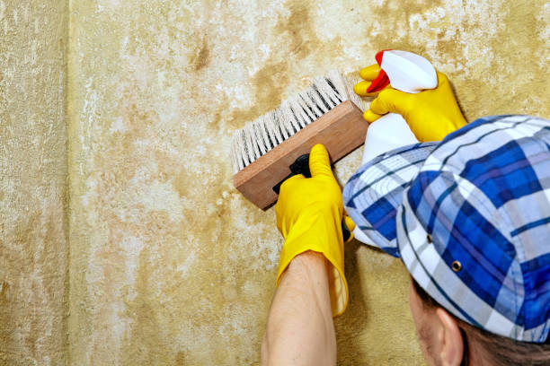 Professional Mold Removal in Graham, TX