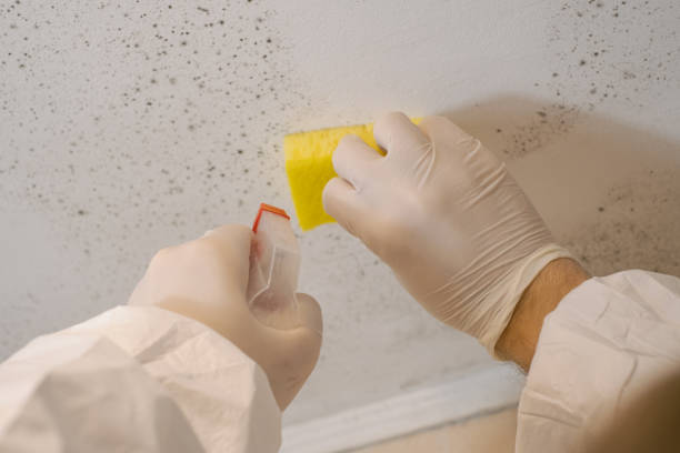  Graham, TX Mold Removal Pros