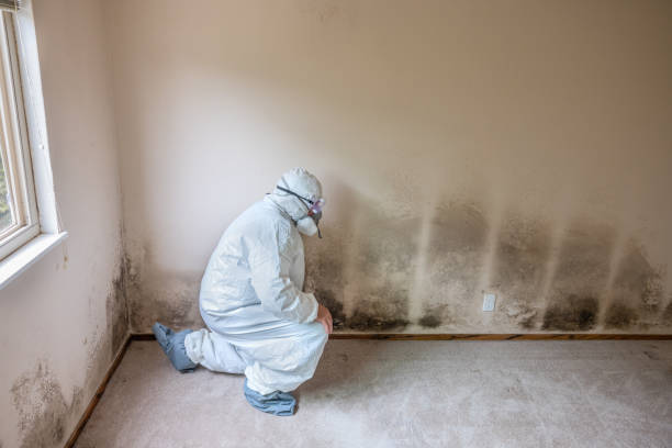 Best Basement Mold Removal  in Graham, TX