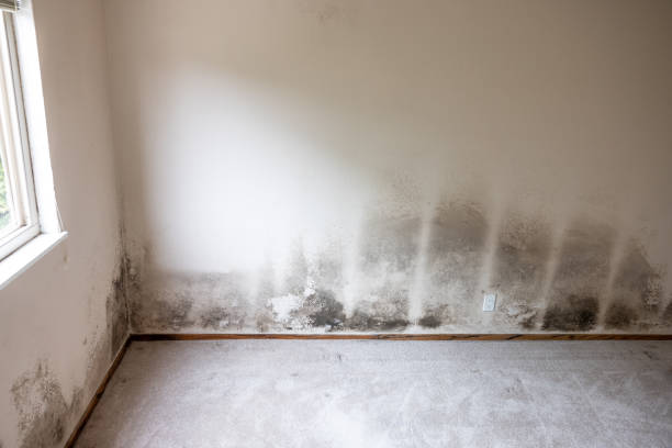 Best Emergency Mold Remediation  in Graham, TX