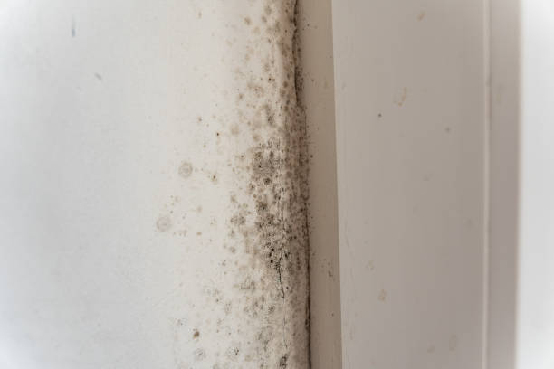 Best Air Quality Testing for Mold Spores  in Graham, TX