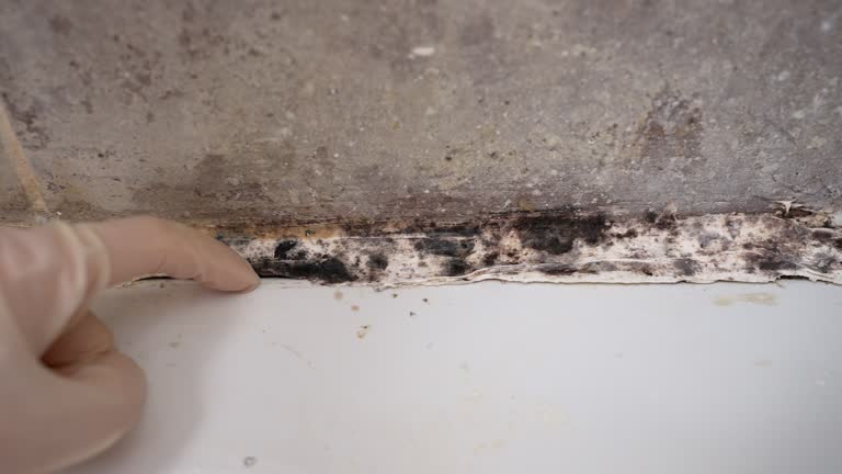 Best Air Quality Testing for Mold Spores  in Graham, TX