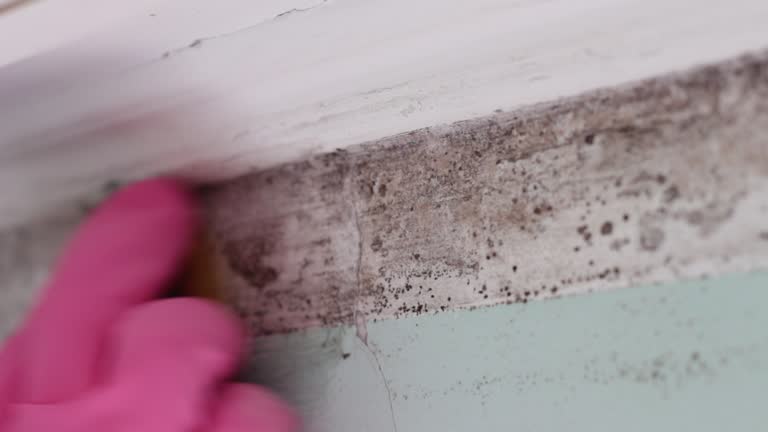 Best Emergency Mold Remediation  in Graham, TX